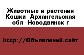 Животные и растения Кошки. Архангельская обл.,Новодвинск г.